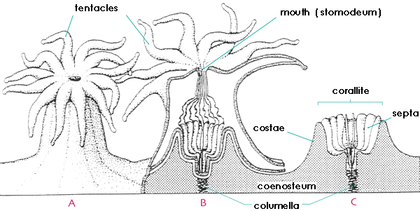 Structure of a coral