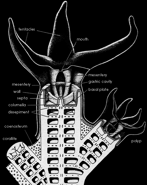 Structure of a coral