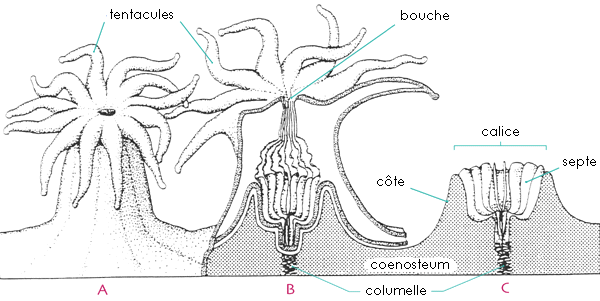 Structure d'un corail